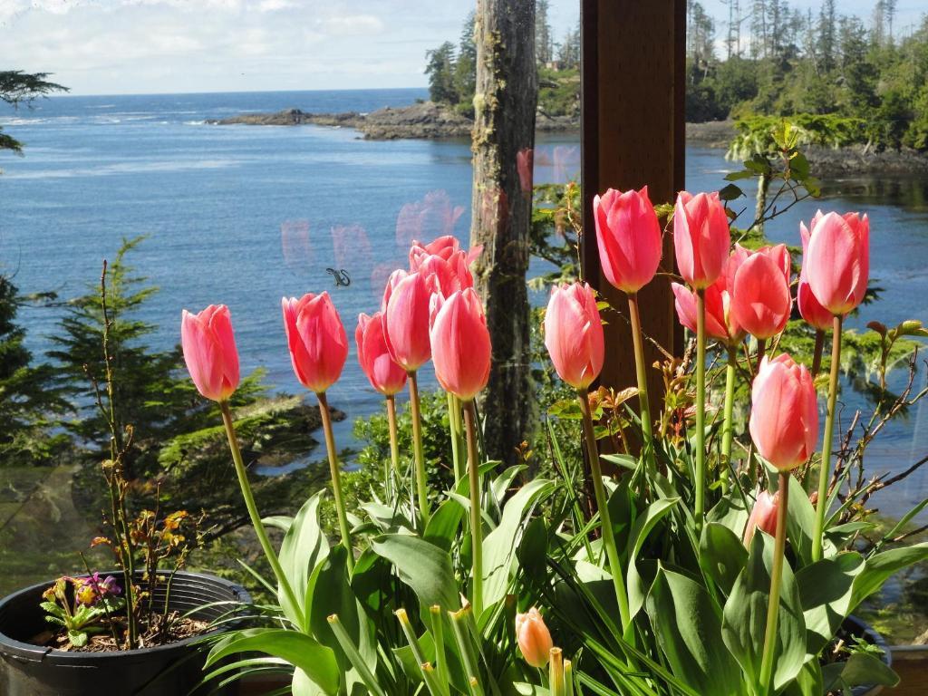 Reef Point Oceanfront Bed And Breakfast Ucluelet Pokój zdjęcie